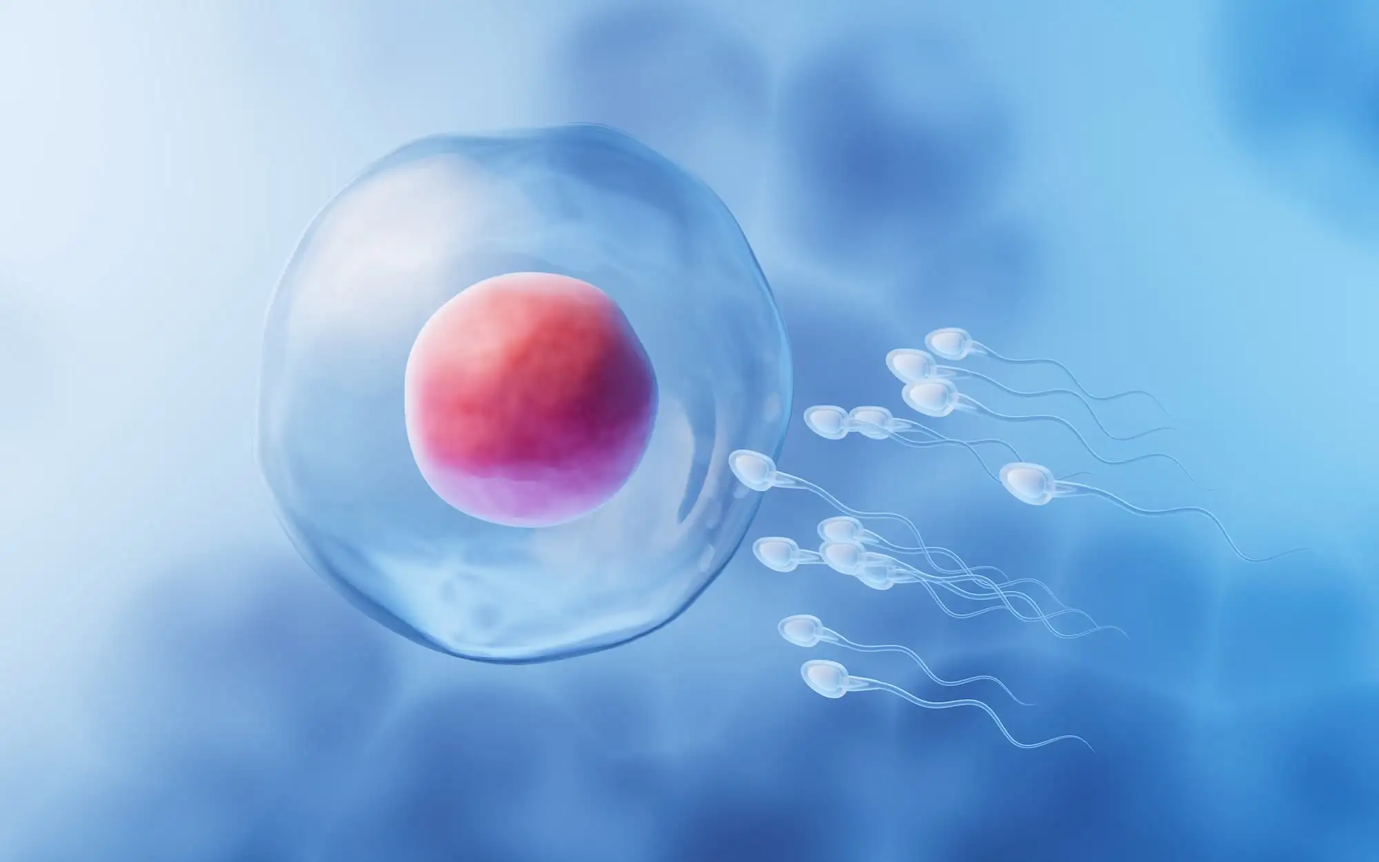 Fertility