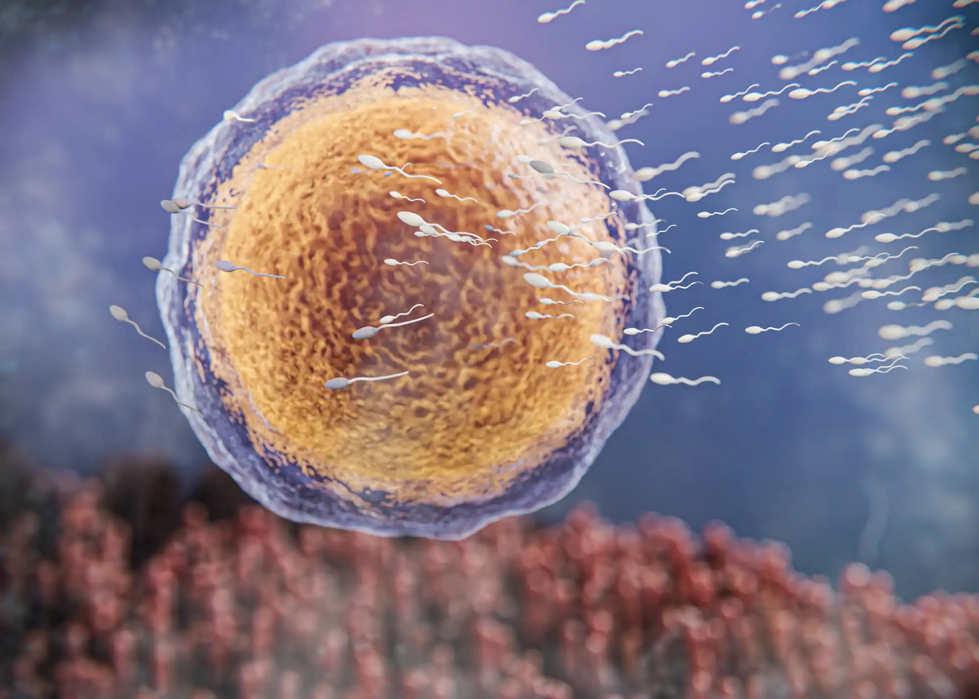 Oocyte quality