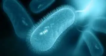 H. pylori